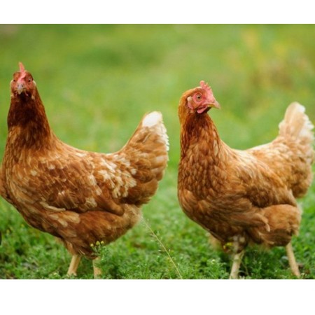 MEDIUM FREE RANGE  X 30